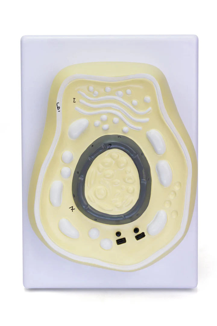 Modelo de Mitosis, 8 Partes