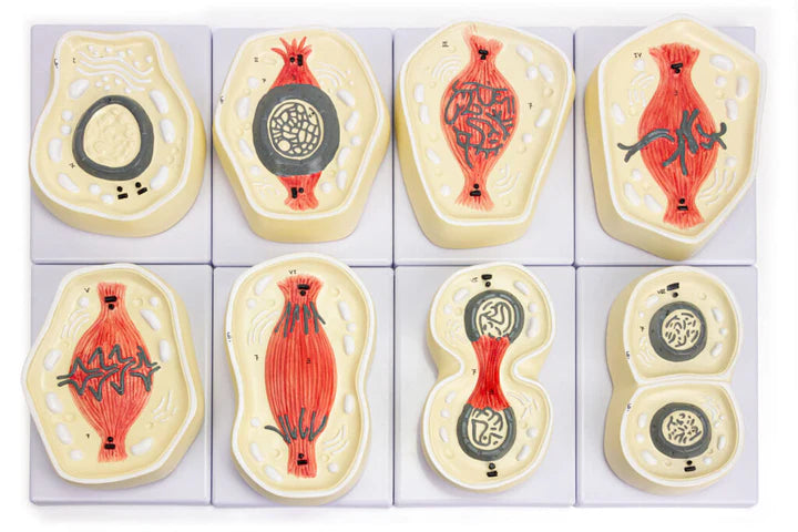 Modelo de Mitosis, 8 Partes