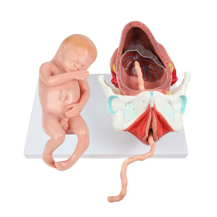 Modelo de Etapas del Parto