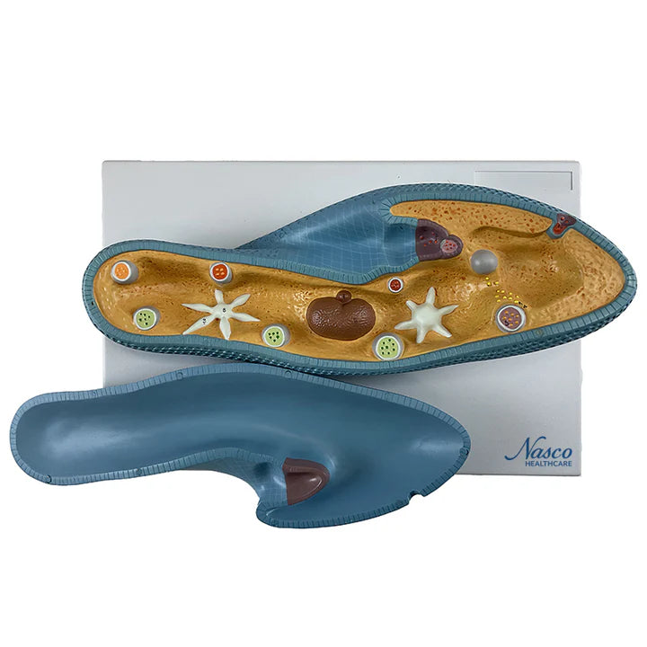 Modelo de Paramecio, 2 Partes