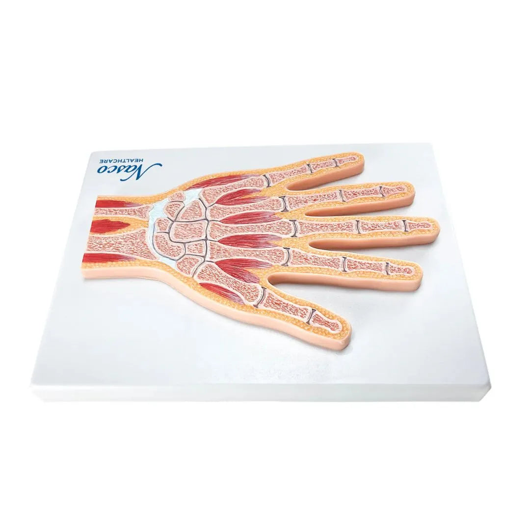 Sección Media del Modelo de Mano