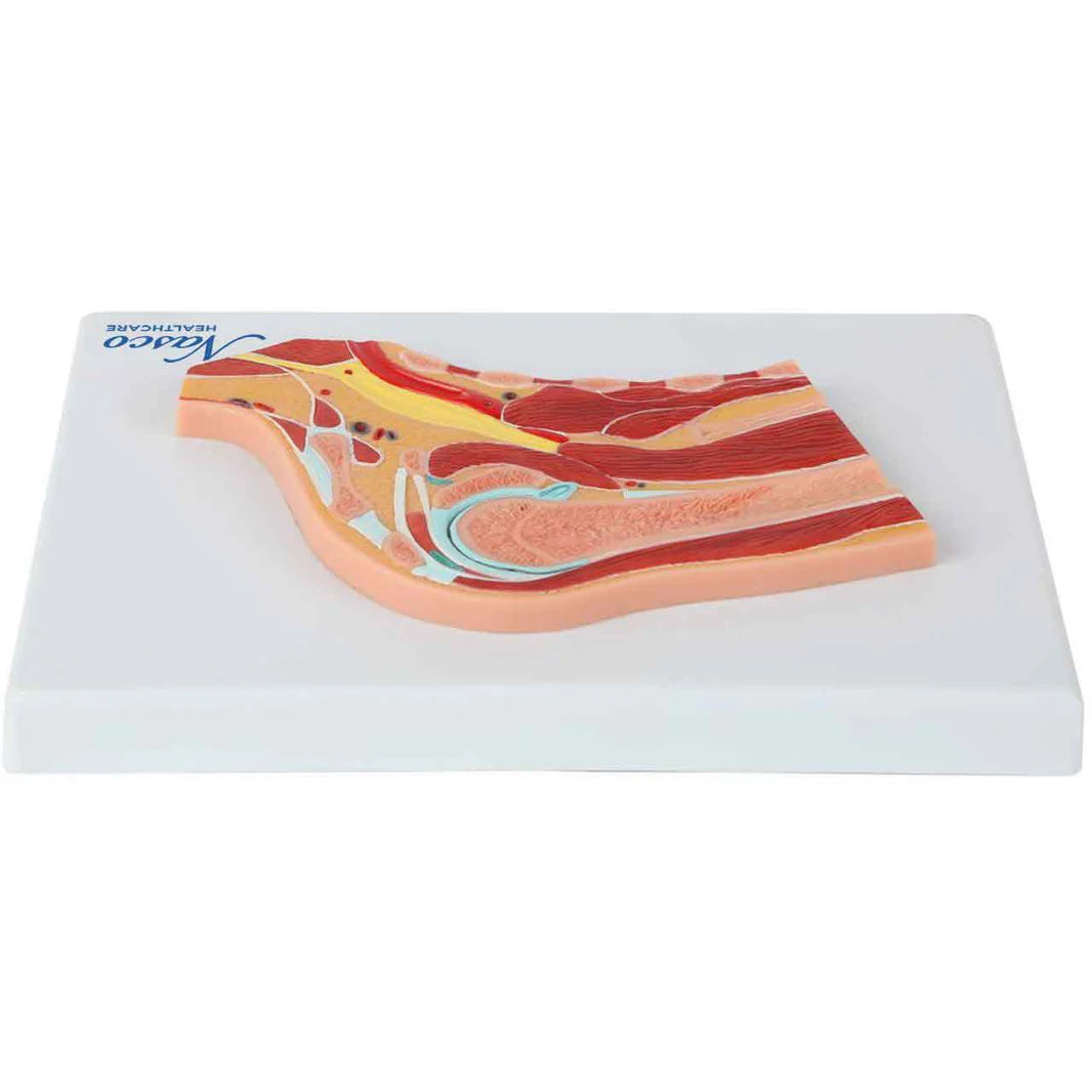 Modelo de Hombro, Sección Mediana