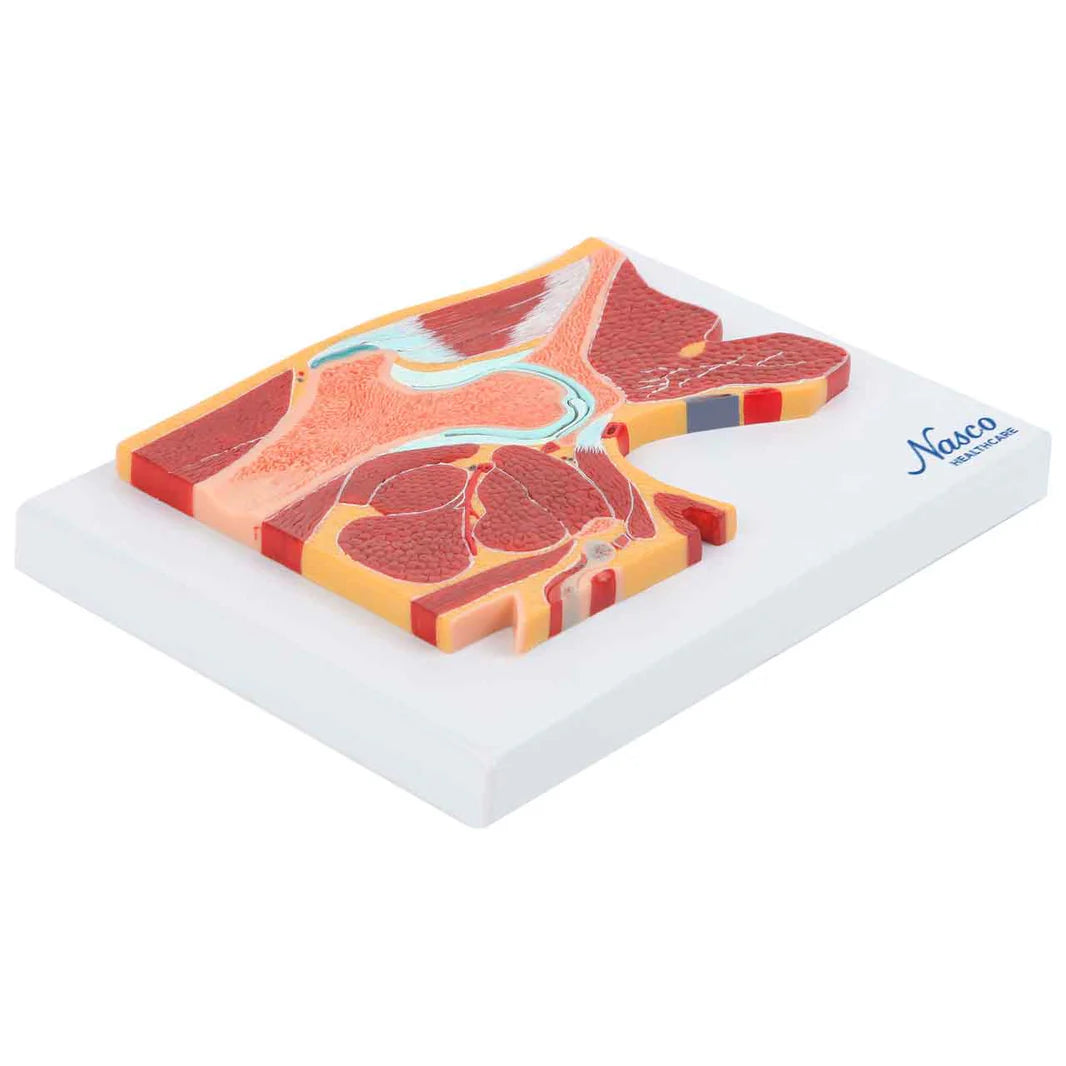 Modelo de Cadera, Sección Media