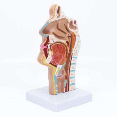 Modelo de Sección Transversal Nasal y Oral de los Senos Paranasales
