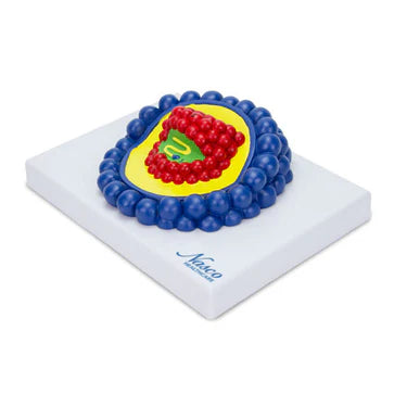 Modelo de Virus del VIH, Ampliado