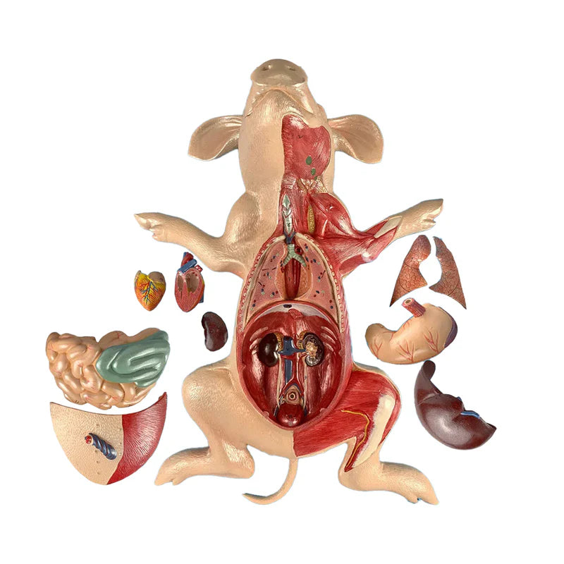 Modelo de Cerdo Doméstico, 10 Partes