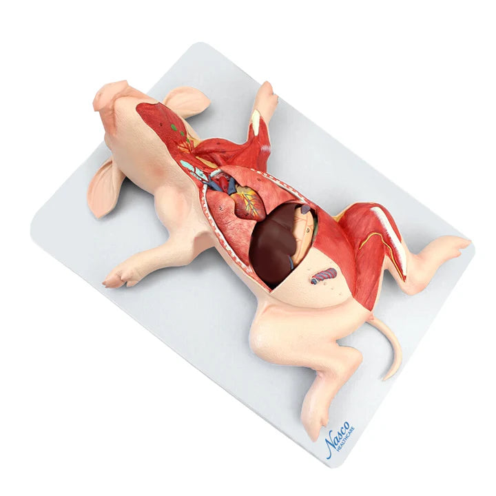 Modelo de Cerdo Doméstico, 10 Partes