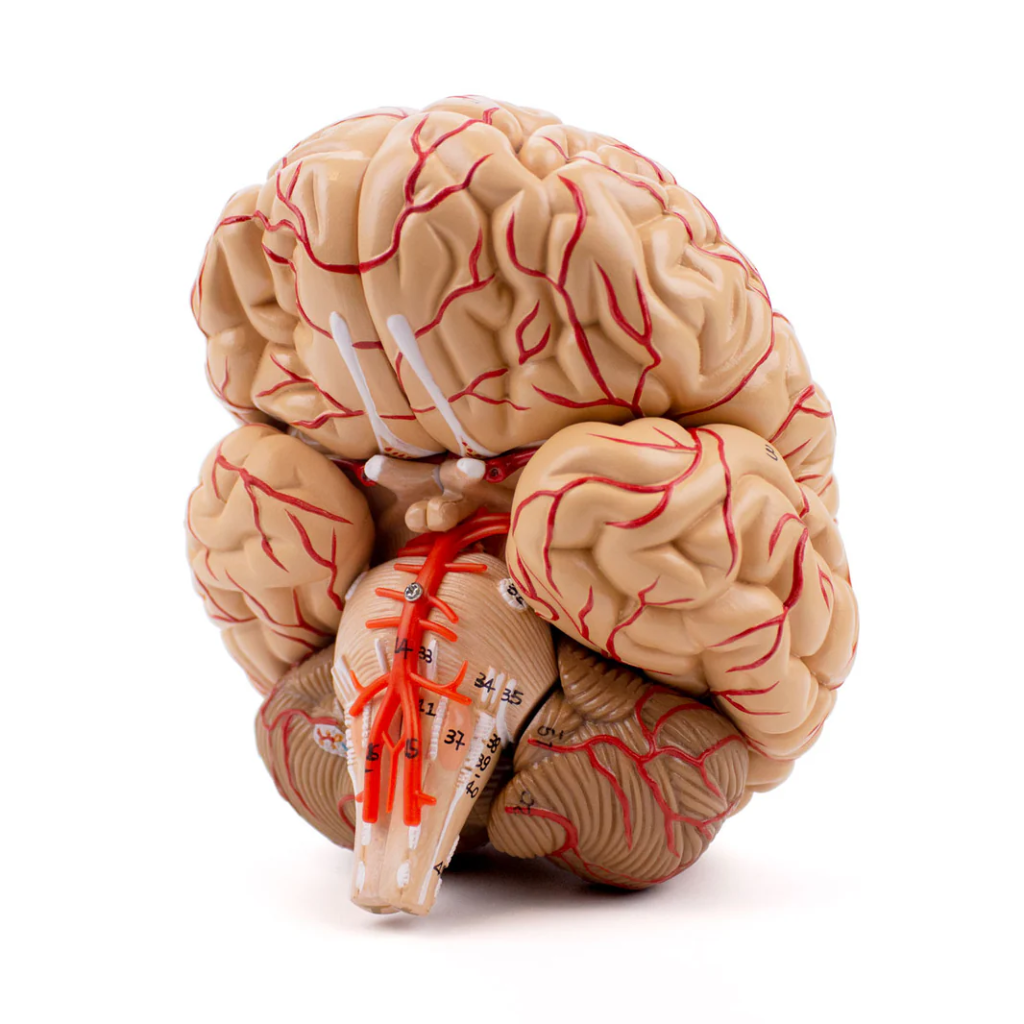 Modelo Anatómico de Cerebro con Arterias – 9 Piezas