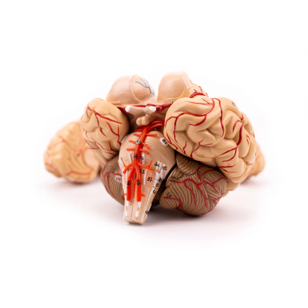 Modelo Anatómico de Cerebro con Arterias – 9 Piezas