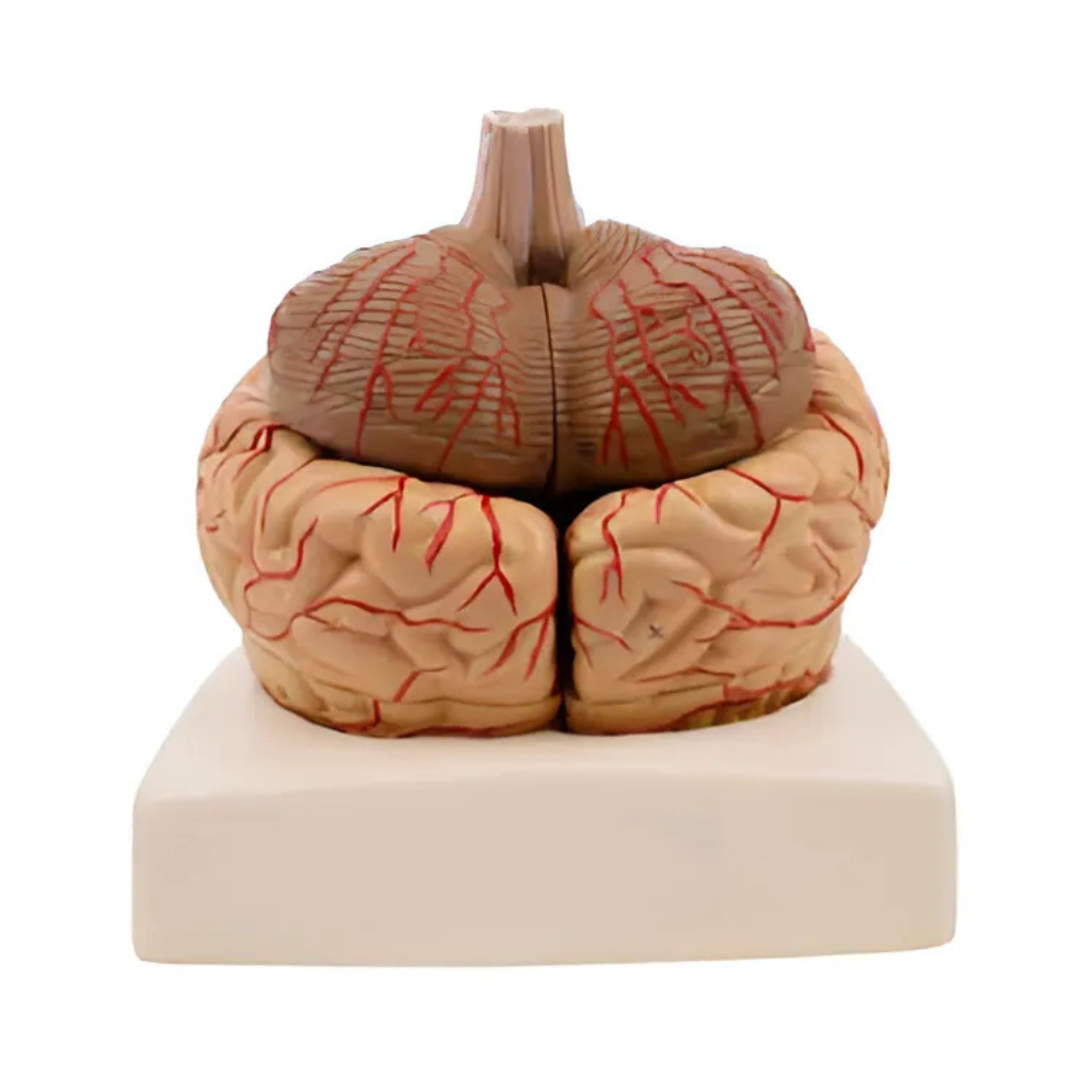 Modelo Anatómico de Cerebro con Arterias – 9 Piezas