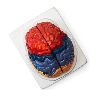 Modelo Neuro Cerebral, 2 Partes