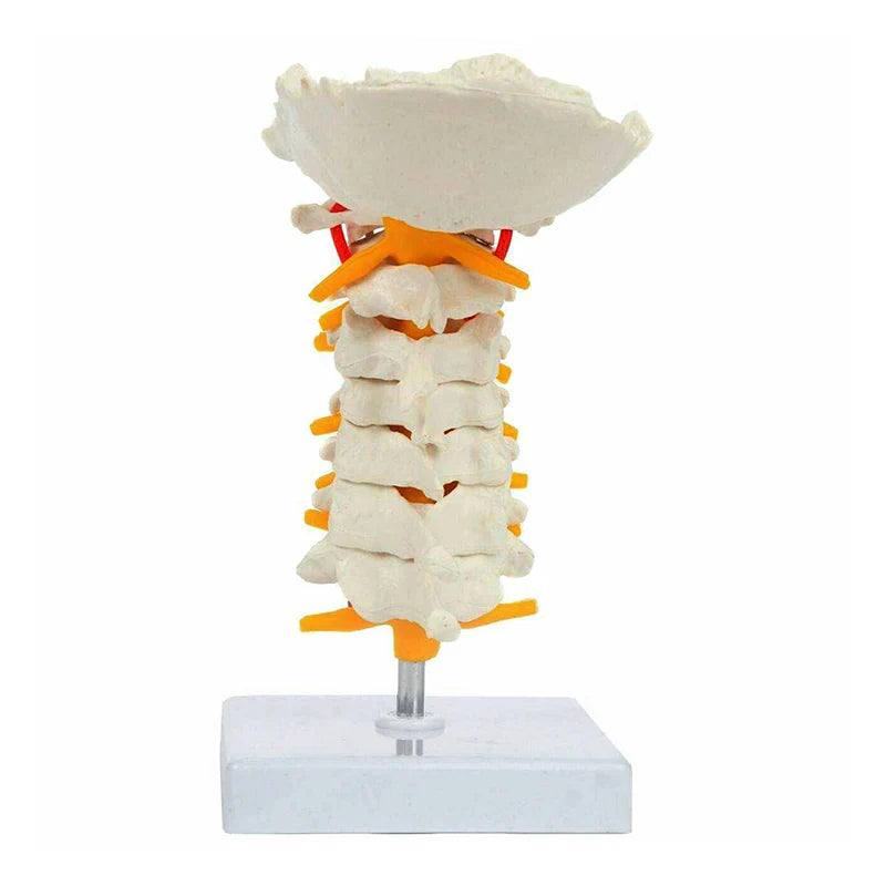 Modelo de Columna Cervical