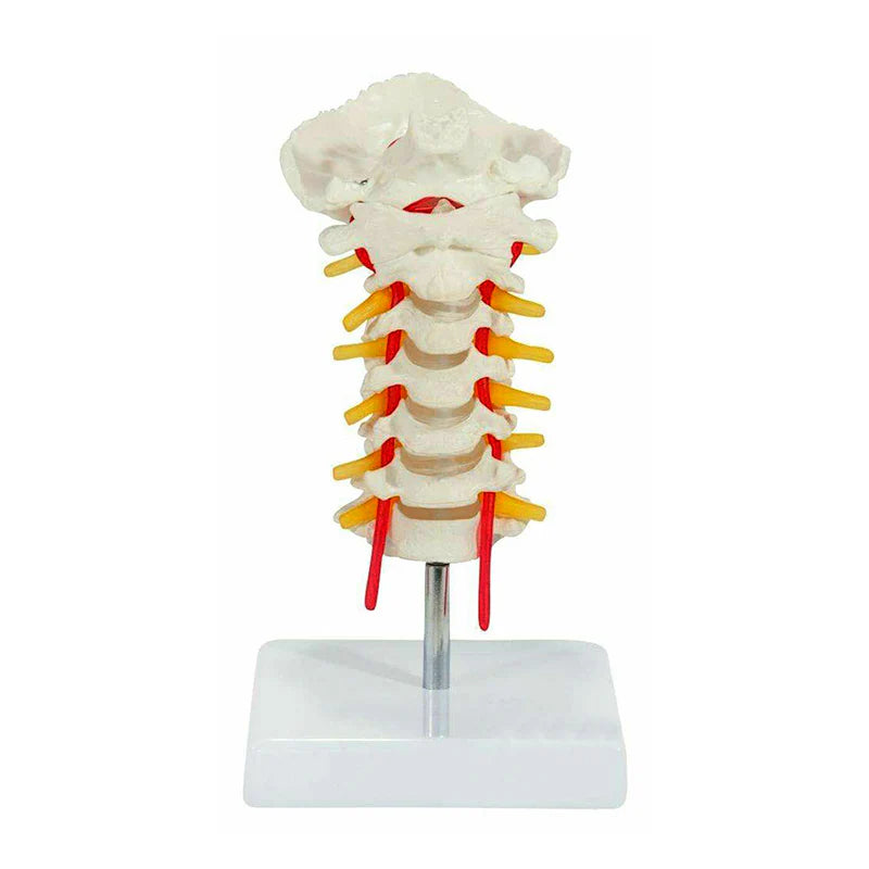 Modelo de Columna Cervical