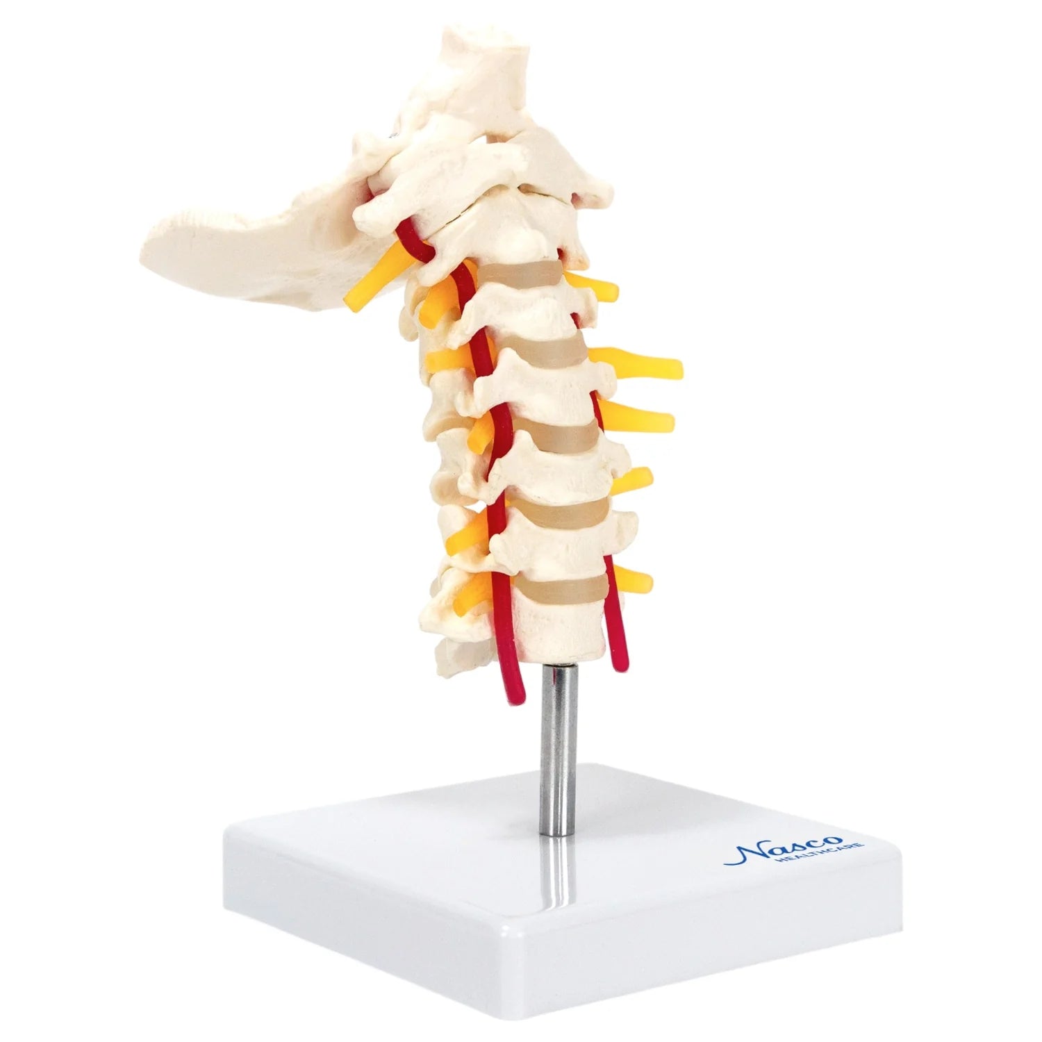 Modelo de Columna Cervical