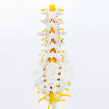 Modelo de Columna Lumbar