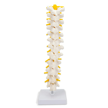 Modelo de Columna Torácica