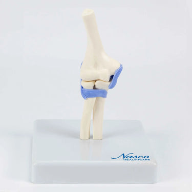 Modelos Mini Funcionales de Articulaciones, Juego de 4