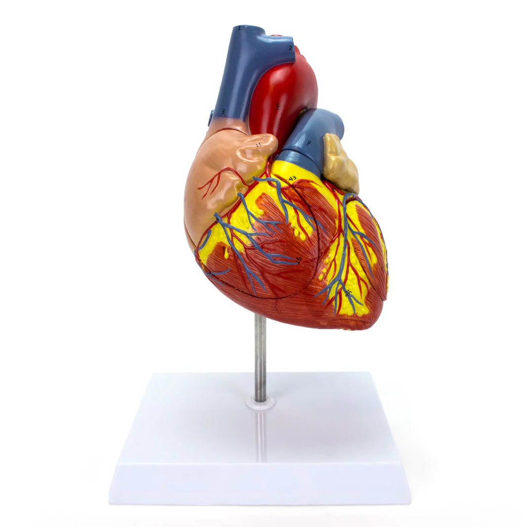 Modelo de Corazón 2X Ampliado