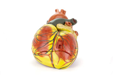 Modelo de Corazón, Aumentado 3X