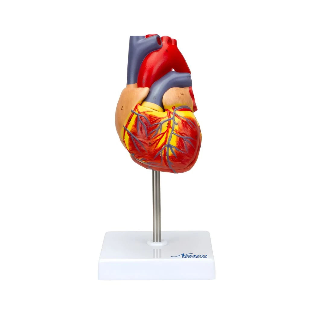 Modelo de Corazón Clásico