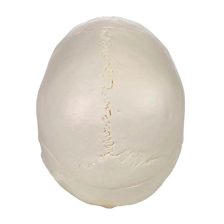 Modelo Clásico de Cráneo