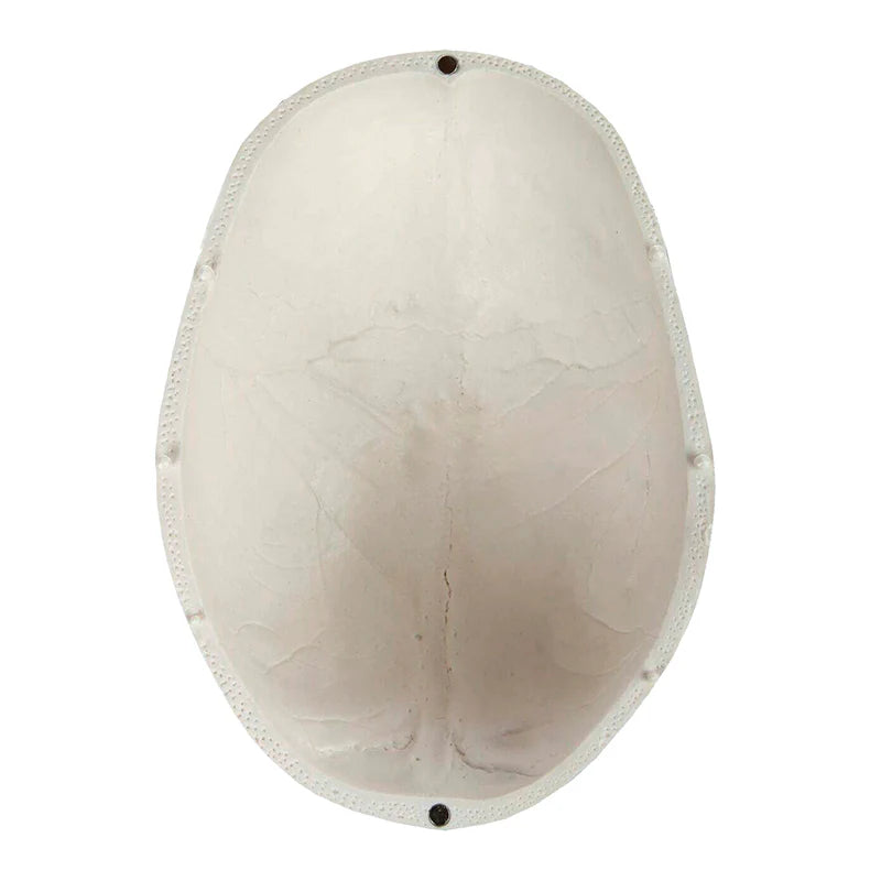 Modelo Clásico de Cráneo