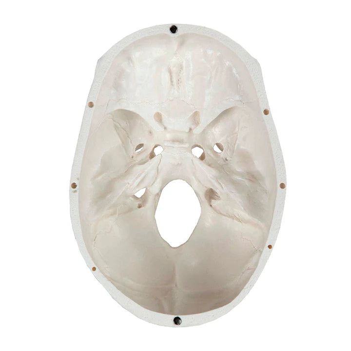 Modelo Clásico de Cráneo