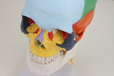 Modelo Didáctico de Cráneo Montado en Modelo de Columna Cervical