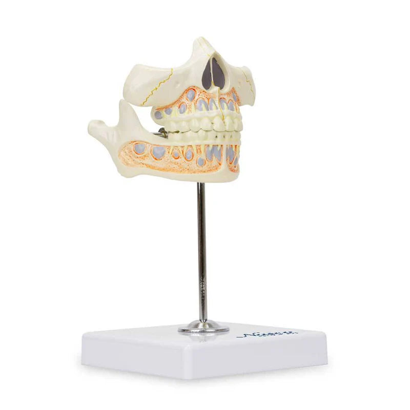 Modelo de Dientes de Bebé