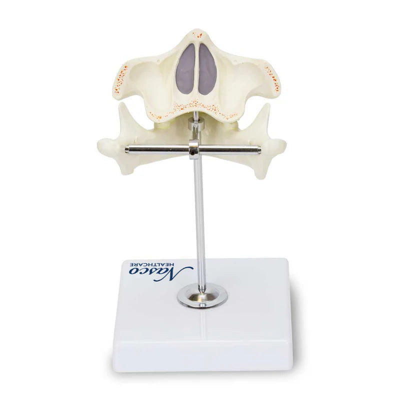 Modelo de Dientes de Bebé