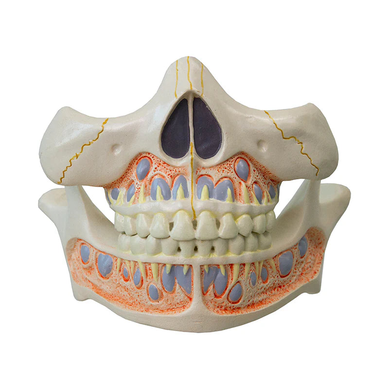 Modelo de Dientes de Bebé