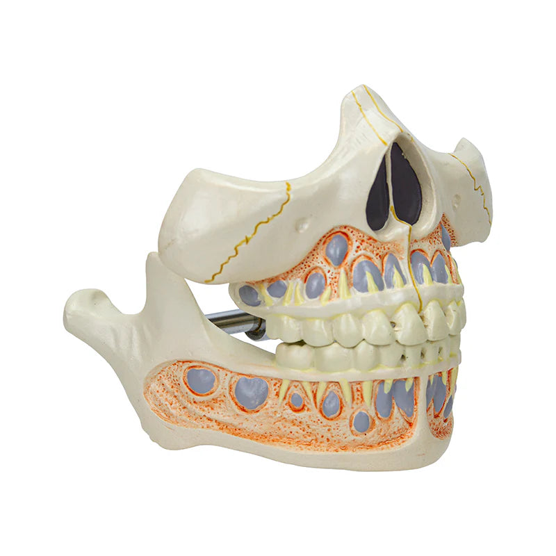 Modelo de Dientes de Bebé