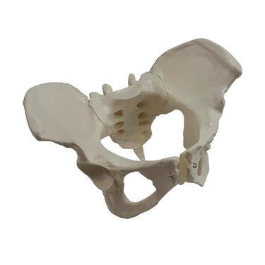 Modelo de Pelvis Femenina