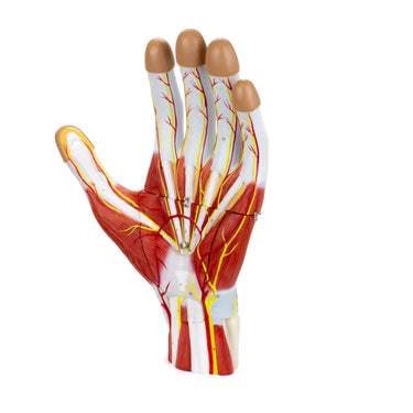 Modelo de Mano, Ampliado 2X, 3 Partes