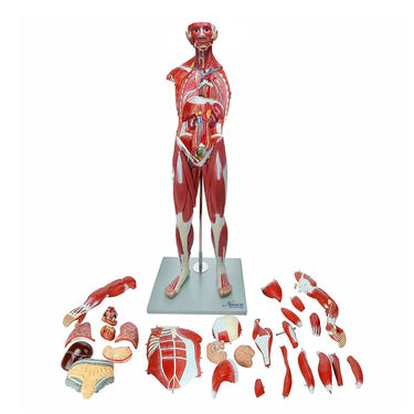 Modelo de Figura Muscular, 1/2 Tamaño Natural, 30 Partes