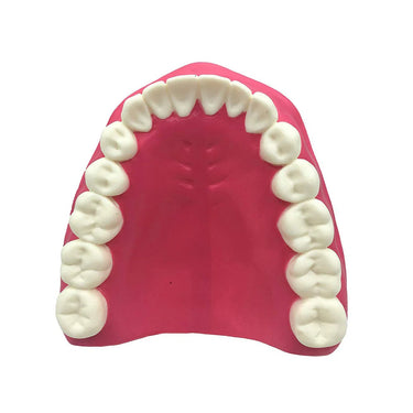 Modelo de Cuidado Dental, Ampliado 3X