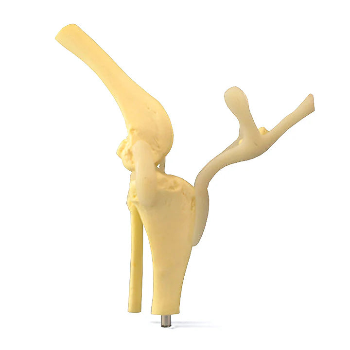 Modelo de Rodilla Canina