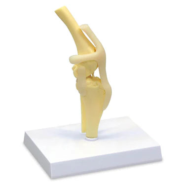 Modelo de Rodilla Canina