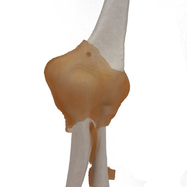 Modelo de Articulación de Codo con Ligamentos