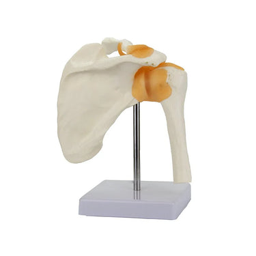 Modelo Funcional de Articulación del Hombro