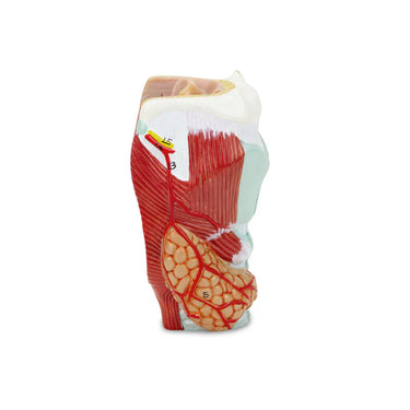 Modelo de Laringe, 2 Partes
