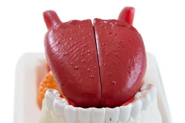 Modelo de Lengua, Ampliado 2.5X, 3 Partes