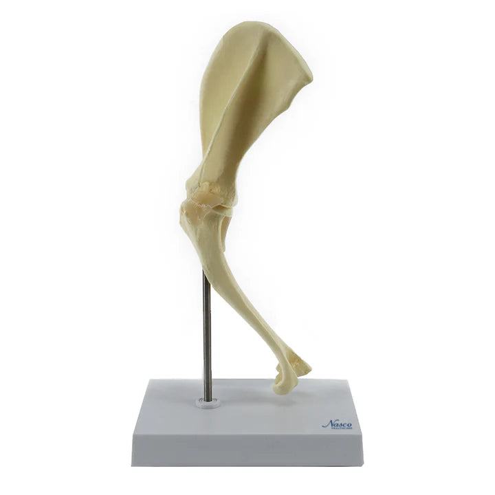 Modelo de Hombro Canino, Tamaño Mediano