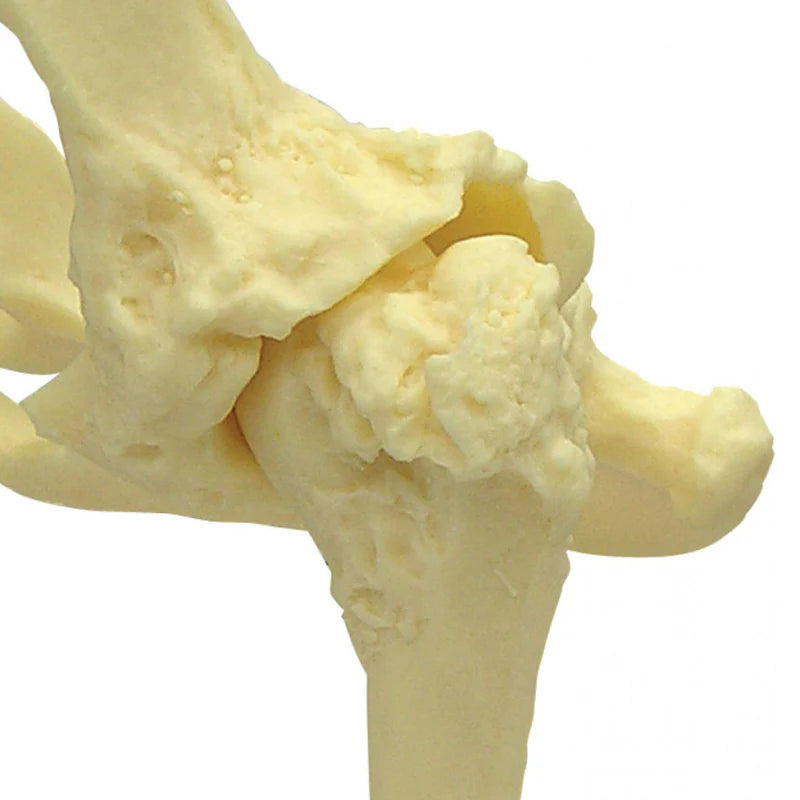 Modelo de Pelvis Canina