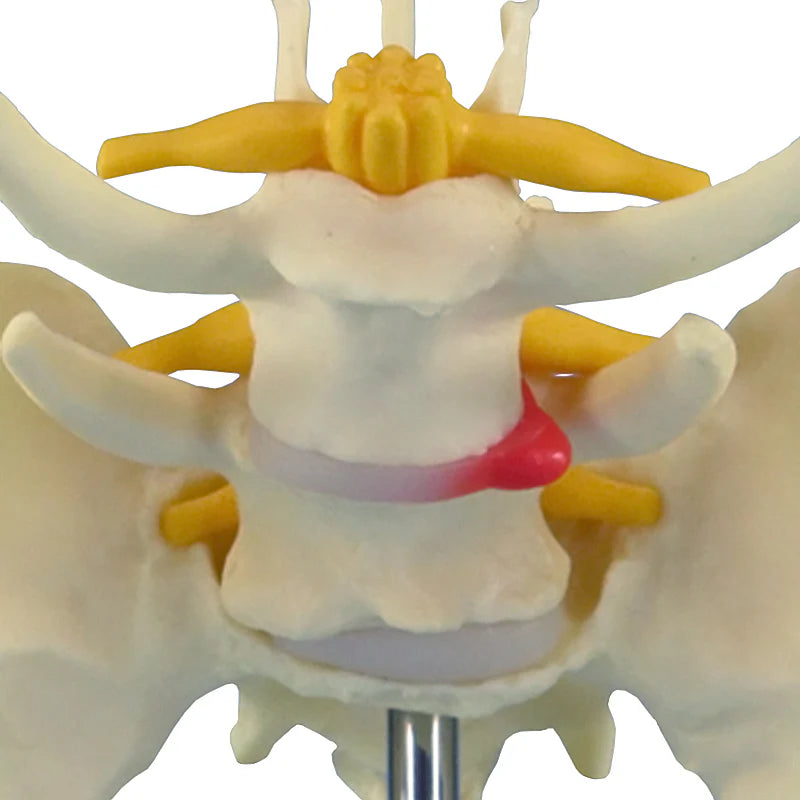 Modelo de Pelvis Canina