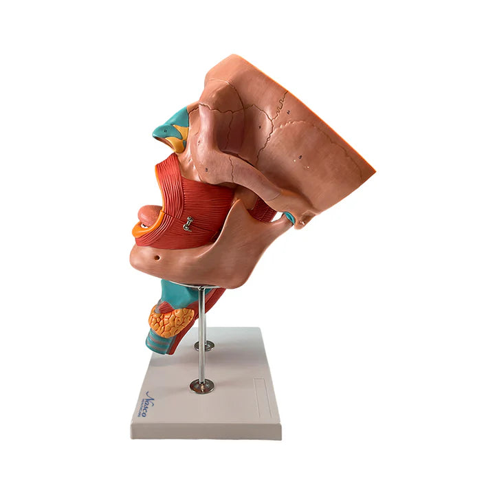 Modelo de Musculatura de la Cabeza, Ampliado (10 Piezas)