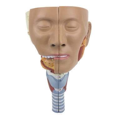 Modelo de Musculatura de la Cabeza con Laringe, 2 Partes