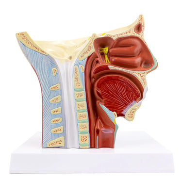 Modelo de Musculatura de la Cabeza con Nervios