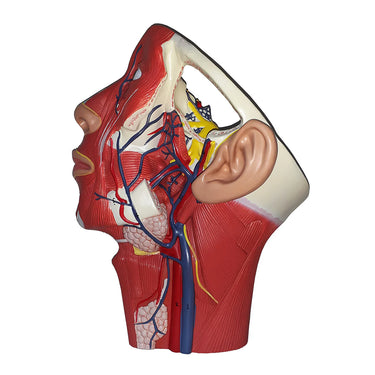 Modelo de Musculatura de la Cabeza con Vasos Sanguíneos