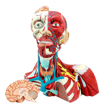 Modelo de Músculos de Cabeza, Cuello y Tórax, 3 Partes